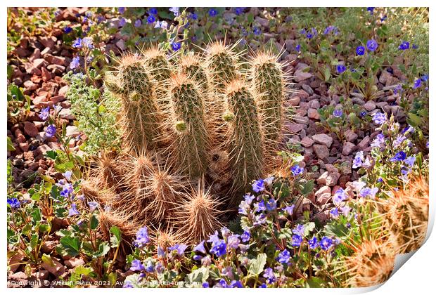 Pipe Cactus Blue Flowers Desert Botanical Garden Phoenix Arizona Print by William Perry