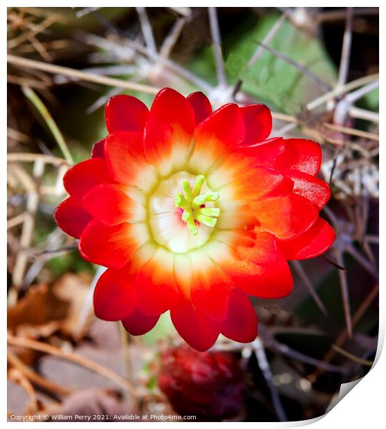 Red Cactus Flower Print by William Perry