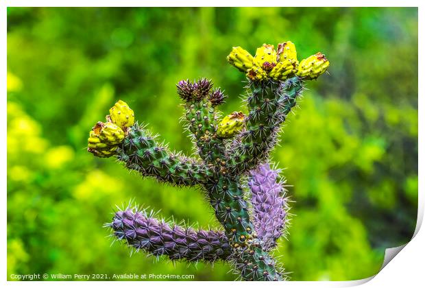 Yellow Blossoms Cane Cholla Cactus  Print by William Perry