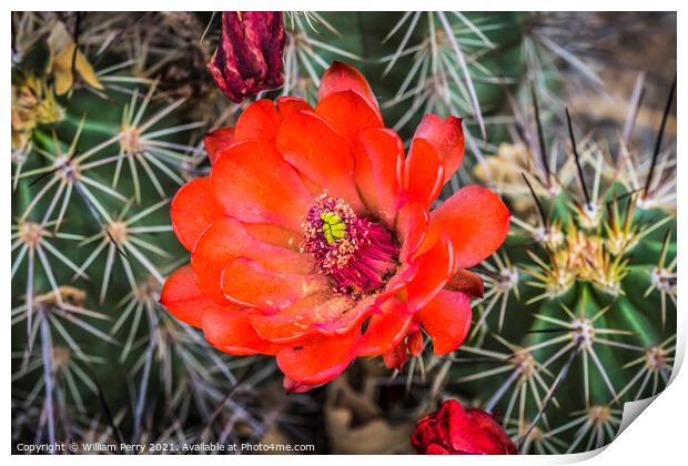 Red Orange Flowers Claret Cup Cactus  Print by William Perry