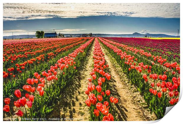 Pink Tulip Fields Farm Skagit County, Washington Print by William Perry