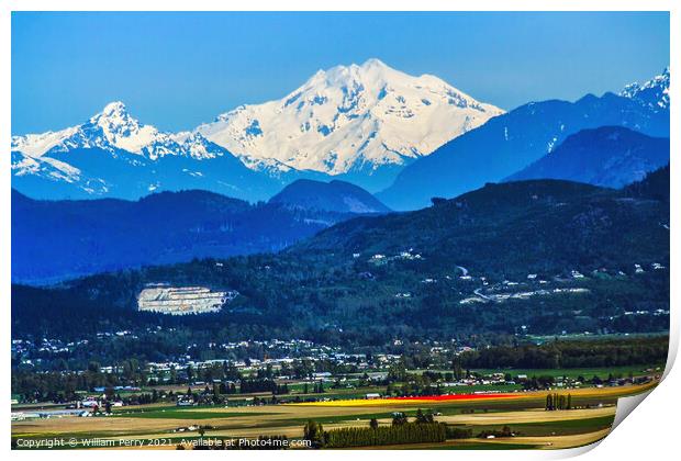 Snowy Mount  Baker at Tulip Time  Print by William Perry