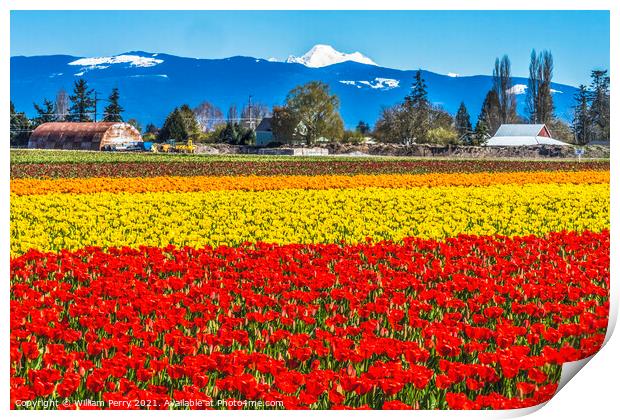 Colorful Red Tulips Farm Snowy Mount Baker Skagit Valley Washing Print by William Perry