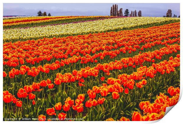 Red Orange White Yellow Tulips Flowers Field Skagit Valley Washi Print by William Perry