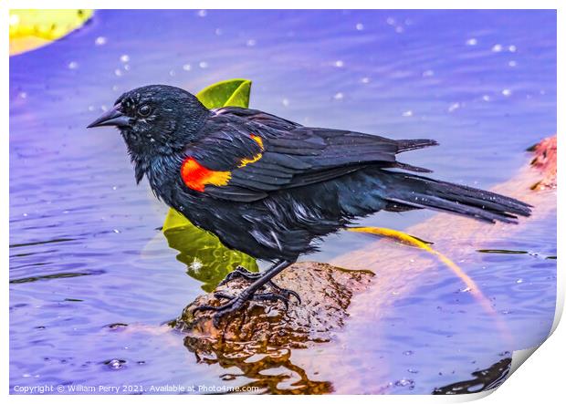 Red Wing Blackbird Crying Juanita Bay Park Lake Washington Kirkl Print by William Perry