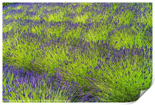 Purple Lavender Blossoms Blooming Patterns Abstract Washington  Print by William Perry