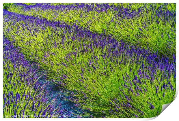 Purple Lavender Blossoms Farm Blooming Patterns Abstract Washing Print by William Perry