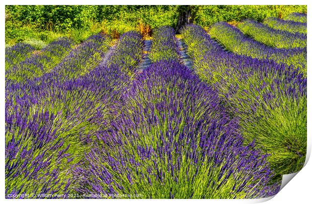 Purple Lavender Blossoms Blooming Farm Washington  Print by William Perry