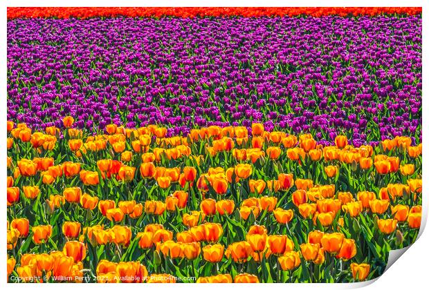 Red Orange Purple  Tulips Fields Farm Skagit County, Washington Print by William Perry