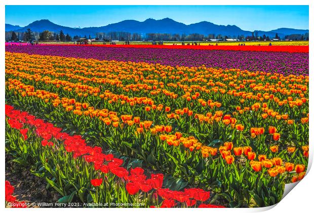 Red Orange Tulips Fields Farm Skagit County, Washington Print by William Perry