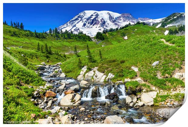 Wildflowers Edith Creek Paradise Mount Rainier National Park Was Print by William Perry