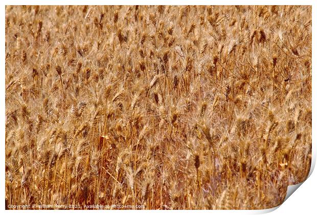 Ripe Wheat Field Palouse Washington State Print by William Perry