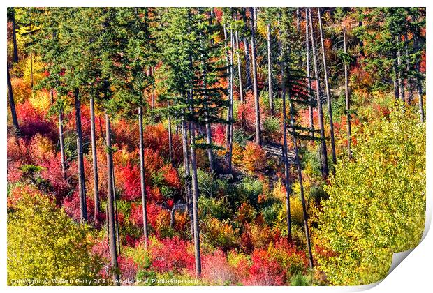 Fall Colors Mountain Sides Forest Stevens Pass Washington Print by William Perry