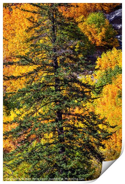 Fall Yellow Green Colors Mountain Sides Forest Evergreen Stevens Print by William Perry