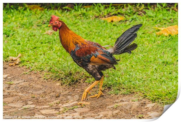 Red Junglefowl Rooster Moorea Tahiiti Print by William Perry