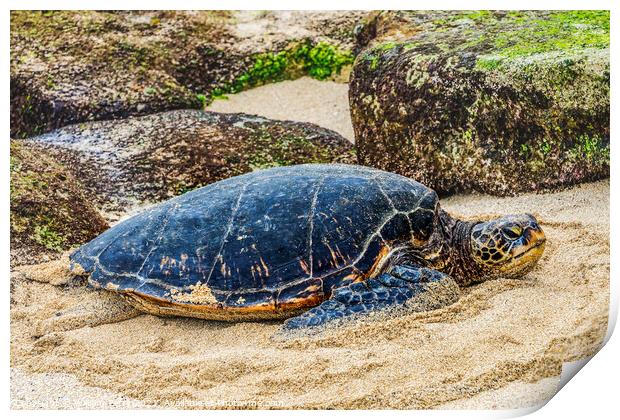 Green Sea Turtle Laying Eggs Maui Hawaii Print by William Perry