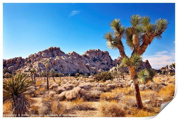 Yucca  Brevifolia Mojave Desert Joshua Tree National Park Califo Print by William Perry