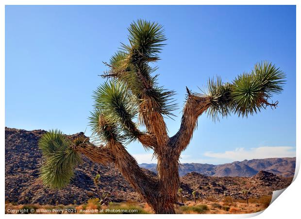 Yucca  Brevifolia Mojave Desert Joshua Tree National Park Califo Print by William Perry