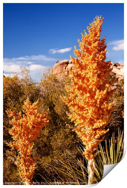 Yellow Nolina Beargrass Blossums Hidden Valley Mojave Desert Jos Print by William Perry