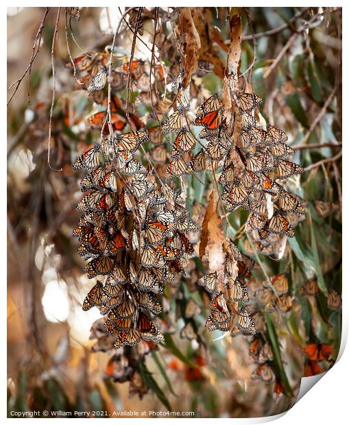 Monarch Butterflies Migration Eilwood Mesa  Grove Goleta Califor Print by William Perry