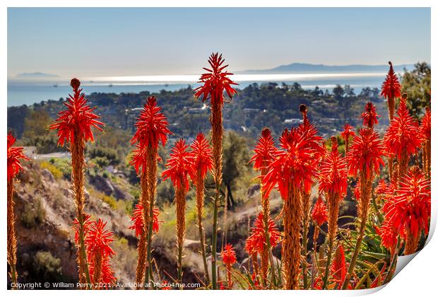 Orange Aloe Cactus Morning Pacific Ocean Santa Barbara Californi Print by William Perry