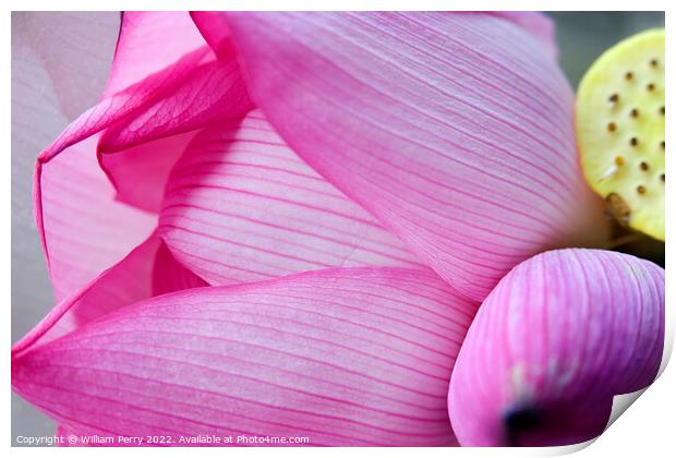 Pink Lotus Petal Bud Hong Kong Flower Market Print by William Perry