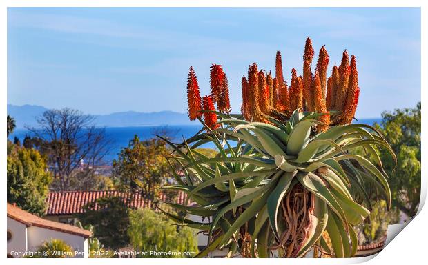 Giant Tree Aloe Mission Santa Barbara California Print by William Perry