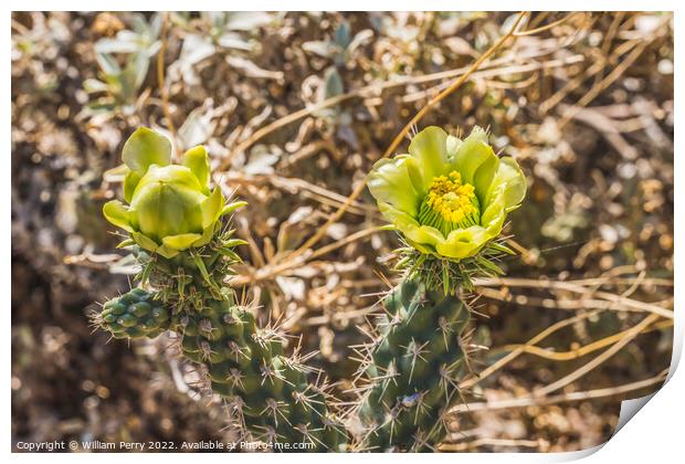 Yellow Blossoms California Cholla Cactus Blooming Macro Print by William Perry