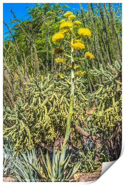 Yellow Flowering Tall Century Plant Blooming  Print by William Perry