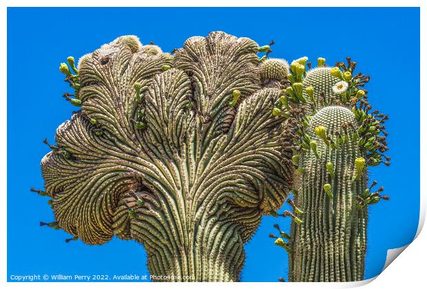 Crested Sajuaro Cactus Blooming  Print by William Perry