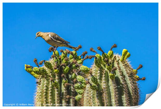 Mourning Dove Crested Saguaro Cactus Blooming  Print by William Perry