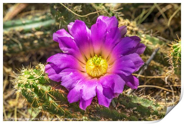 Pink Blossoms Echinocereus Cactus  Print by William Perry