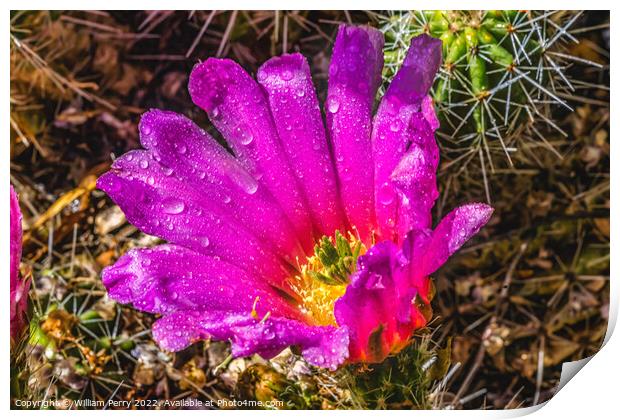 Pink Blossom Echinocereus Hedgehog Cactus  Print by William Perry