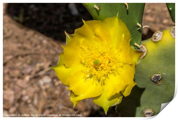 Yellow Blossom Plains Prickly Pear Cactus Blooming Macro Print by William Perry
