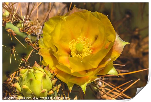 Yellow Orange Blossom Prickly Pear Cactus Blooming Macro Print by William Perry