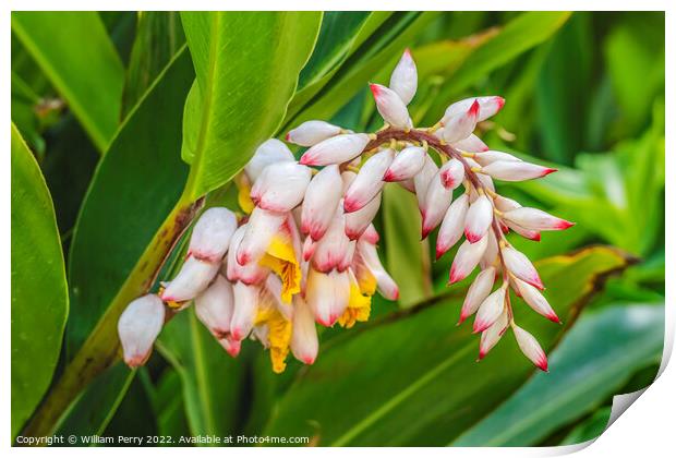 Colorful Shell Ginger Flowers Waikiki Honolulu Hawaii Print by William Perry