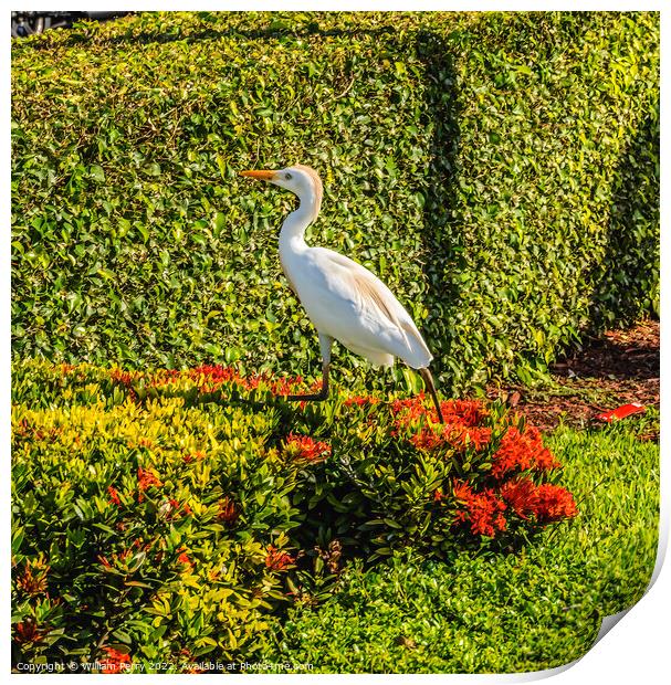 Great White Egret Little Havana Miami Florida Print by William Perry
