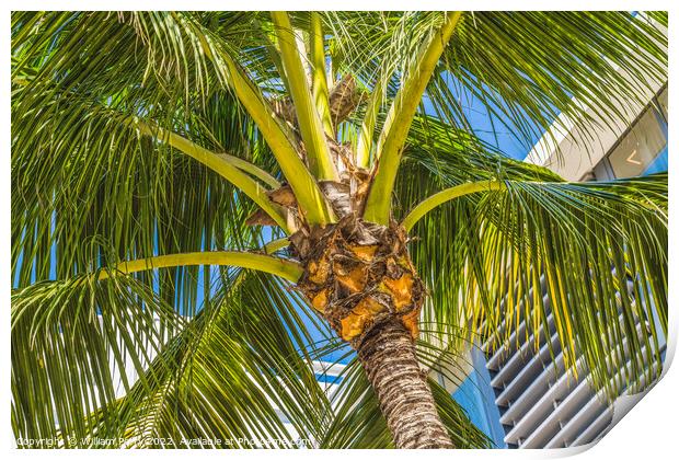 Palm Tree Close Up Miami Beach Florida Print by William Perry