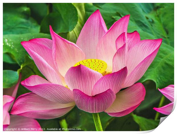Pink Sacred Lotus Flower Blossom Print by William Perry