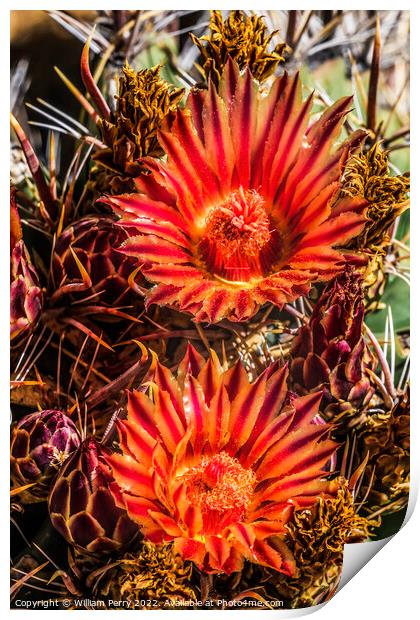 Red Blossoms Fishhook Barrel Cactus Garden Tucson Arizona Print by William Perry