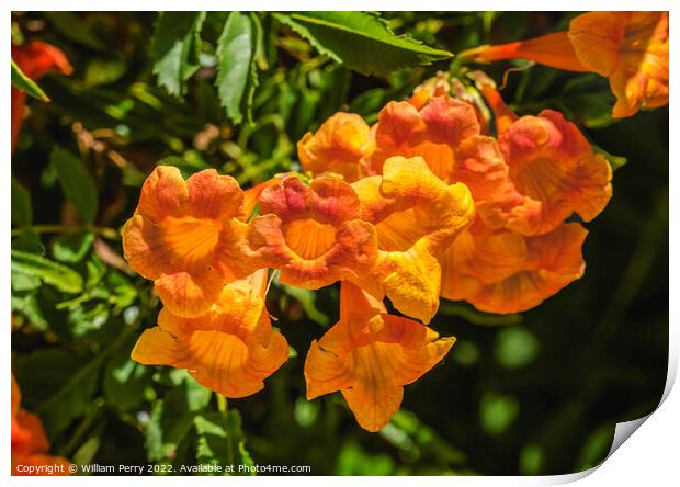 Orange Trumpet Creeper Flowers Tucson Arizona Print by William Perry
