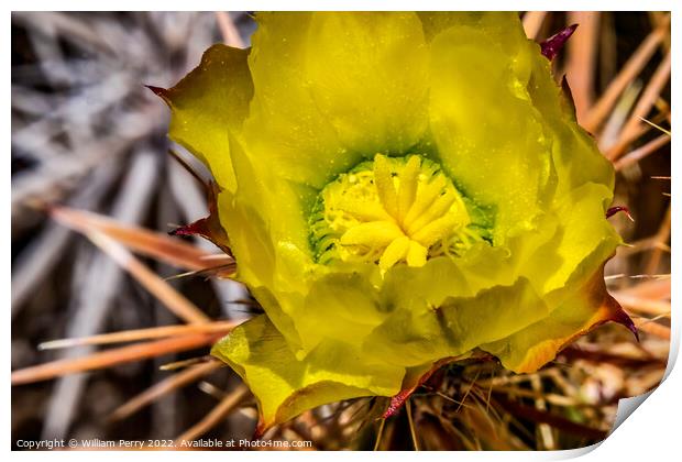 Yellow Blossom Club Cholla Cactus Sonora Desert Tucson Arizona Print by William Perry