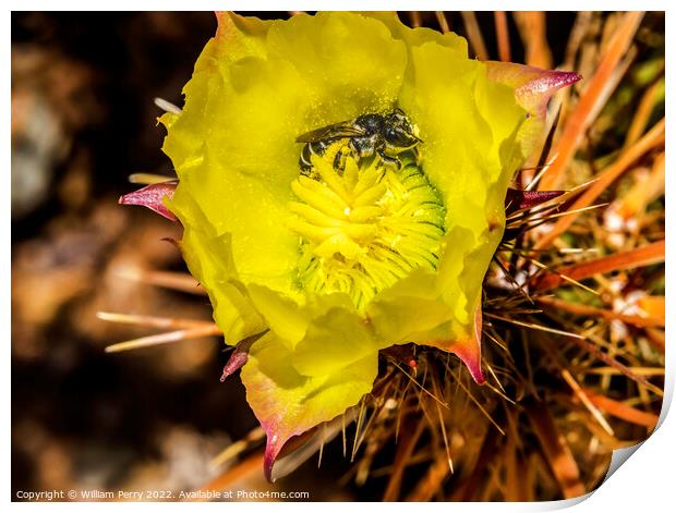 Bee Yellow Blossom Cholla Cactus Sonora Desert Tucson Arizona Print by William Perry
