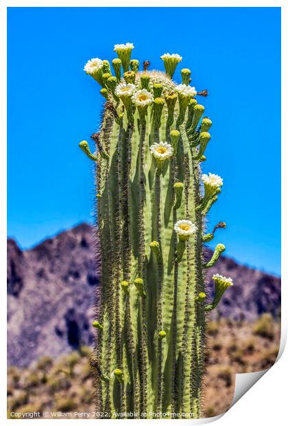 White Flowers Sajuaro Cactus Blooming Saguaro Desert Museum Tucs Print by William Perry