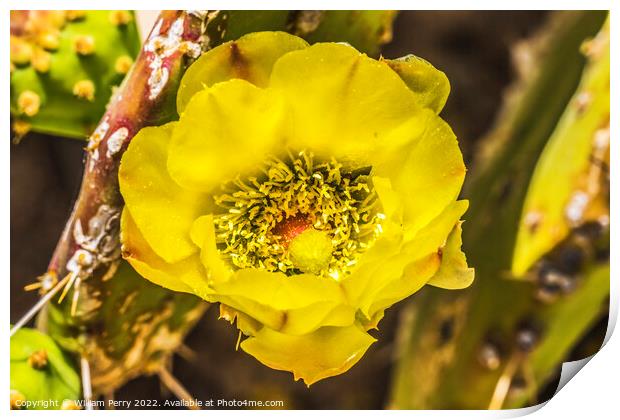 Yellow Blossom Plains Prickly Pear Cactus Tucson Print by William Perry
