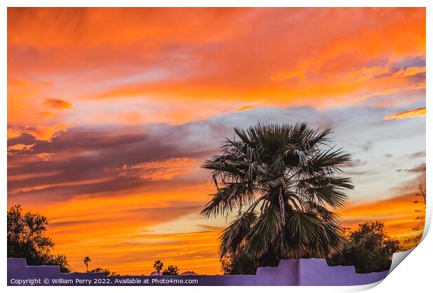 Colorful Sunset Palm Tree Sonora Desert Tucson Arizona Print by William Perry