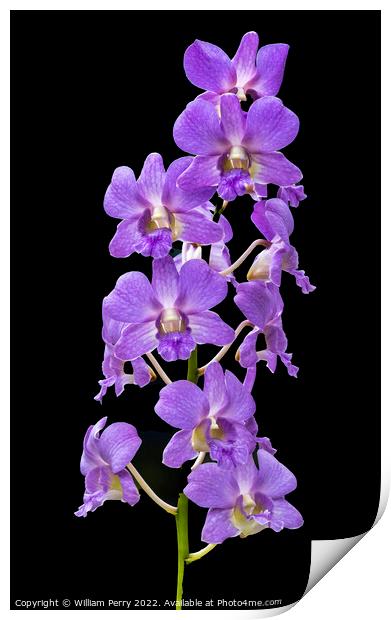 Purple Orchids Flowers Black Background Honolulu Hawaii Print by William Perry