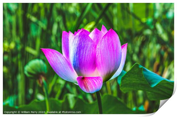 Pink Lotus Flower Close Up Beijing China Print by William Perry