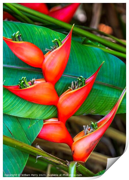Red Flowers Hanging Lobster Claws Fairchild Garden Coral Gables  Print by William Perry