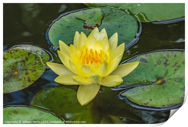 Yellow Sunrise Water Lily Vizcaya Garden Miami Florida Print by William Perry